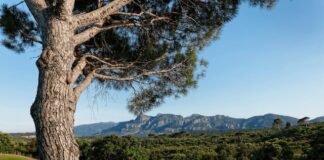 Domaine de Saint Endreol
